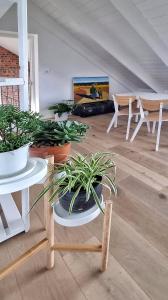 a room with potted plants and tables and a painting at The Dragon Tree Guesthouse in Kalk Bay