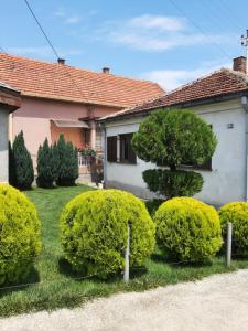 Zahrada ubytování Nikolic Apartment