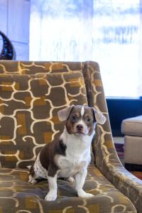 a brown and white dog sitting on a couch at Pittsburgh Marriott City Center in Pittsburgh