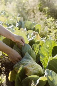 a person is picking cabbage leaves in a field at Craveiral Farmhouse by Belong Staying & Feeling in São Teotónio