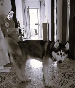 un cane bianco e nero in piedi in un corridoio di Casa Ortensia a Grions