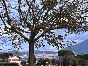 a tree with a view of a city at Aliss Home ASSISI in Bastia Umbra