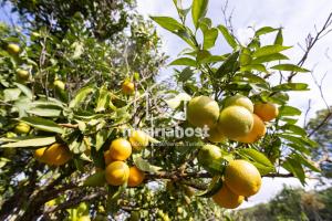 a bunch of oranges hanging from a tree at Tegas: Tacoronte, by Nivariahost in Tacoronte