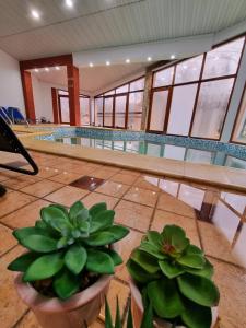 a swimming pool with two potted plants in front of it at Hotel Perla Oltului in Caciulata