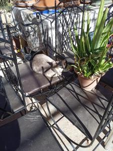 un gatto seduto su una sedia accanto a una pianta di Auberge amougar a Zemmour Touirza