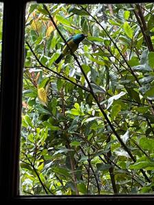 a bird sitting on a tree branch outside a window at Holt Hill in Plettenberg Bay