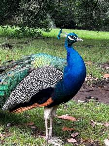 un pavo real parado en el césped en un campo en Holt Hill, en Plettenberg Bay