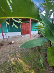 Zahrada ubytování Life for Life Hostel Drake Bay Home of Sea Turtle Marine Conservation Project Osa Peninsula near San Josecito Beach