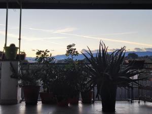 a group of potted plants sitting on a balcony at Casa Albergo Rende in Quattromiglia