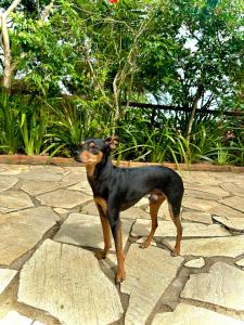 a black and brown dog standing on a stone ground at Pousada Bosque dos Papagaios in Búzios