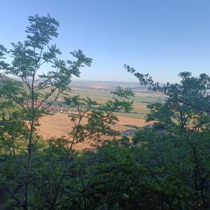 Vue d'un champ derrière quelques arbres dans l'établissement Ferienhaus Waldperle Harzblick, à Wernrode