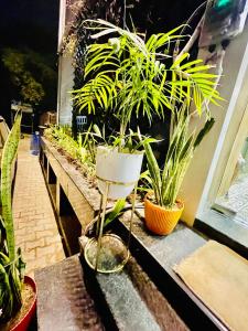Hotel Silverkey by Urban Stay في آغْرا: مجموعة من النباتات تقف على حافة بجوار النافذة