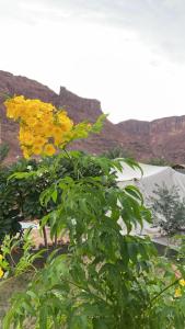 un arbre aux fleurs jaunes devant un bâtiment dans l'établissement Mountain house, à Al-Ula