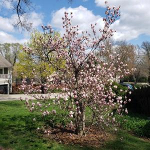 Un árbol con flores rosas en un patio en 258 # 1 Fox Lake en Fox Lake