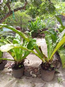 un groupe de plantes en pots dans un jardin dans l'établissement Ravehei smile relais 3 Huahine, à Haapu