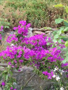 a bunch of purple flowers on a rock at Great stay & beautiful trails in Raches