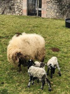 una oveja y dos corderos bebés en un campo en La cabañina de zuce, en Parres de Llanes