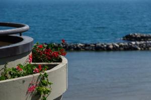 リミニにあるResidence Belvedere Vistaの海の隣の赤い花の植物2つ
