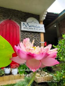 a pink flower in front of a building at Mettaloka Guesthouse in Magelang