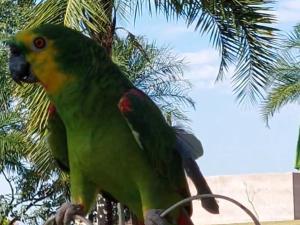 Zielona i żółta papuga siedząca na drzewie w obiekcie Pousada da Lua w mieście Delfinópolis