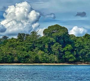 a group of trees on the shore of a beach at NEW Jungle Casita- Steps away from Punta Uva in Punta Uva