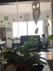 Foto dalla galleria di Naranjo Hostel a Cancún