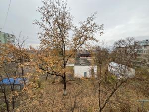 ein Baum mitten in einer Stadt mit Gebäuden in der Unterkunft Квартира для приятного отдыха! Удобства и комфорт! in Tiraspol