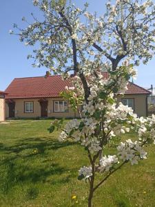 a tree with white flowers in front of a house at Vingi Apartment 12 in Pärnu