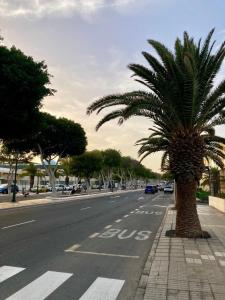 uma palmeira ao lado de uma rua em Amanecer Isleño Habitaciones em Arrecife
