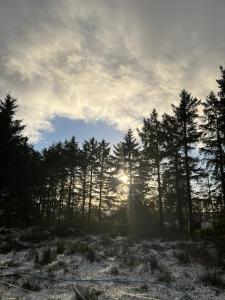 a forest with the sun shining through the trees at Speir dorcha cabin in Omagh