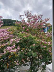 un árbol lleno de flores rosas delante de un edificio en AP Novo, Cama Queen Size Nova no Centro de Blu, en Blumenau