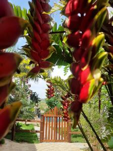 a close up of a tree with red flowers at Pousada Residência Balestra in Tiradentes