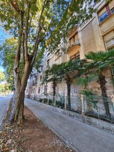 a tree on the side of a street next to a building at Villa Münz Apartment Franz in Pula