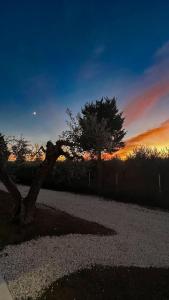 a tree sitting on the side of a road at sunset at Essentia Rooms & Relax in Vasto