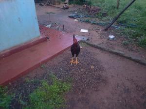 別荘の敷地内または近くにいる動物