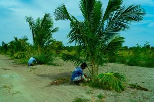 two men planting a palm tree on a dirt road at Farmhouse in Jaffna District 