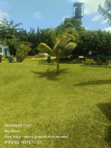 a palm tree in the middle of a grass field at BeautyByNature scenery, room with TOP AC, private bath, restaurant in Wa