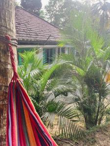 Taman di luar Lazy Monkey Surfhostel - Sri Lanka