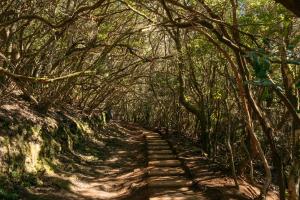 a dirt road through a forest with trees at Secret Location in San Andrés