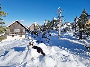 um cão parado na neve em frente a uma casa em Studio Moderne au pied des pistes 4 Pers - La Pierre Saint-Martin GR10 em Arette