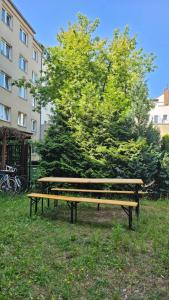 柏林的住宿－Berlin Calling-Oase in top Lage，坐在树旁的草地上的公园长凳