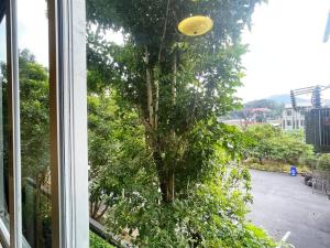 a window view of a tree with a yellow frisbee at Phuket Kathu - Fresh Oxygen in Phuket Town