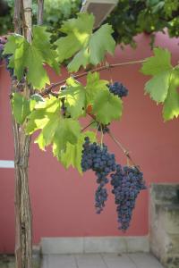 a bunch of grapes hanging from a tree at Masseria Asciano in Ostuni