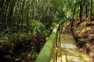 un camino en medio de un bosque de bambú en Biohotel serenity spa, en Quimbaya