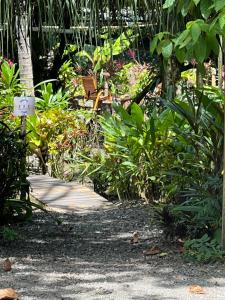 um jardim com plantas e um passadiço de madeira em La Palapa Hut Nature Hostel em Puerto Jiménez