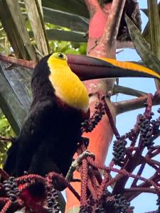 um pássaro amarelo e preto sentado numa árvore em La Palapa Hut Nature Hostel em Puerto Jiménez