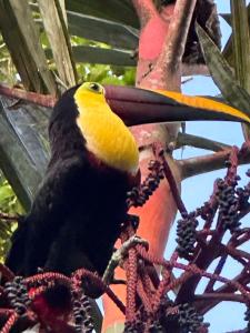 a yellow and black bird sitting in a tree at La Palapa Hut Nature Hostel in Puerto Jiménez