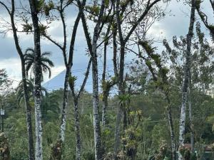 eine Gruppe von Palmen mit einem Berg im Hintergrund in der Unterkunft Casa Roble Fortuna in Fortuna
