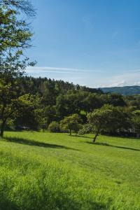a field of green grass with trees in the background at Grünewaldhof in Rimbach im Odenwald in Rimbach