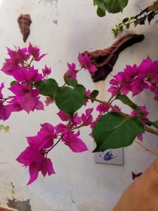 Foto dalla galleria di Eden GuestHouse a Sardina